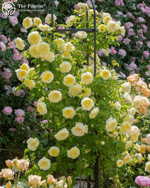 Climbing Rose Seeds