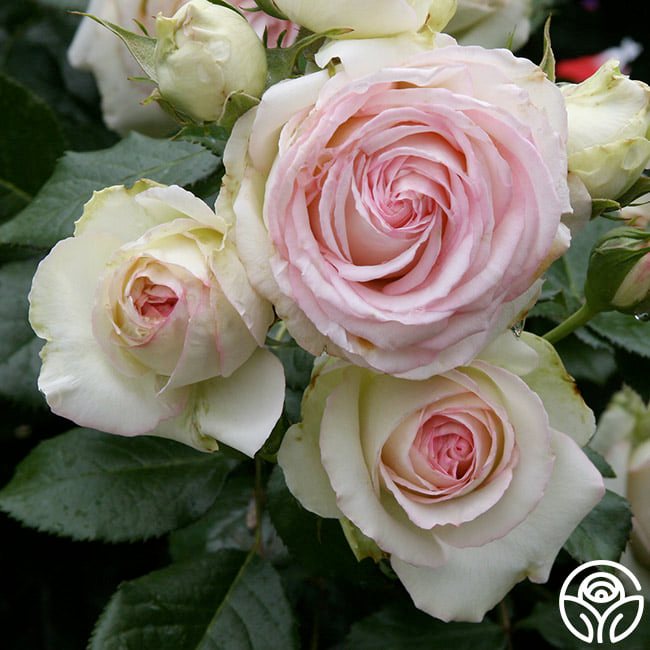 Climbing Rose Seeds