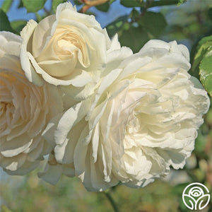 Climbing Rose Seeds